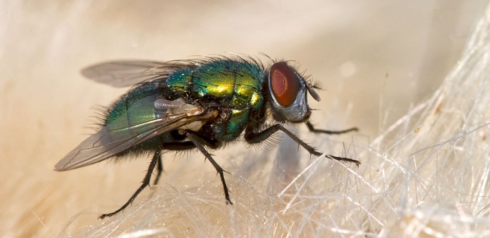 A close-up of a house fly.