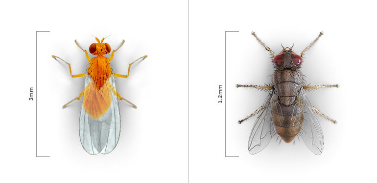 Una vista paralela de una mosca doméstica y una mosca de la fruta, una junto a la otra.