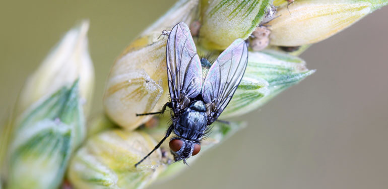 A close-up of a carrion fly on a plant.