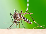 A close up of an Aedes aegypti mosquito sucking blood on human skin.