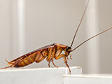 A close up a cockroach on white cupboard in the kitchen.