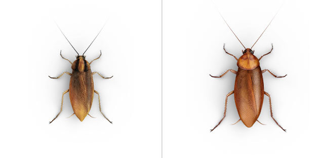 A side-by-side comparison of a top view close-up of a small and large roach.