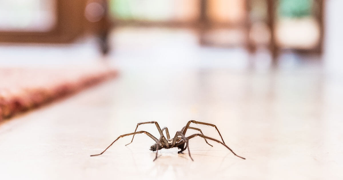 Cómo deshacerse de las arañas – Consejos sobre control de arañas –