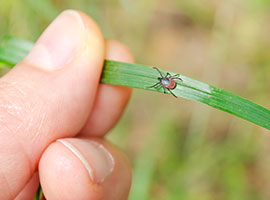 Una garrapata adulta caminando sobre una brizna de hierba hacia una mano humana.