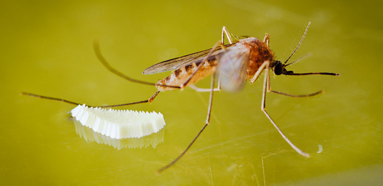 Un primer plano de un mosquito hembra y sus huevos.