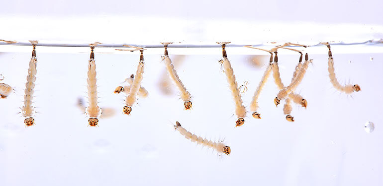 Un primer plano de huevos de mosquito transformándose en larvas.