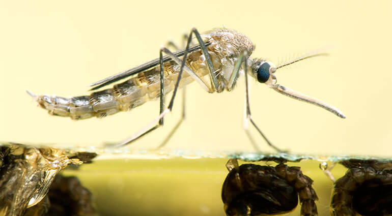 Un primer plano de un mosquito adulto descansando sobre el agua.