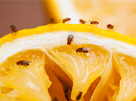 Muchas moscas sobre una rodaja de naranja.