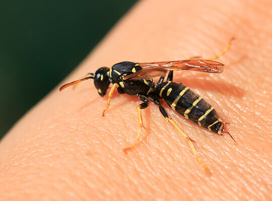 A close-up image of a wasp on a person's hand.