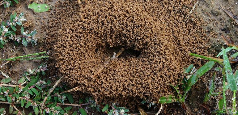 An ant hill