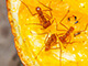 Hormigas caminando sobre una rodaja de naranja.