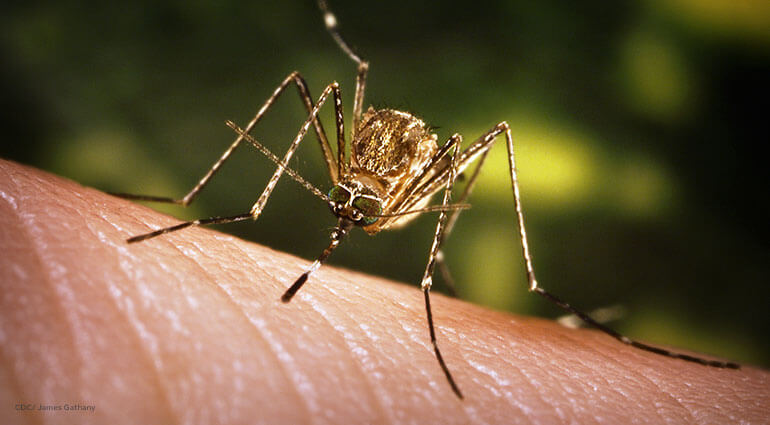 Un primer plano de un mosquito que pica la mano de una persona.