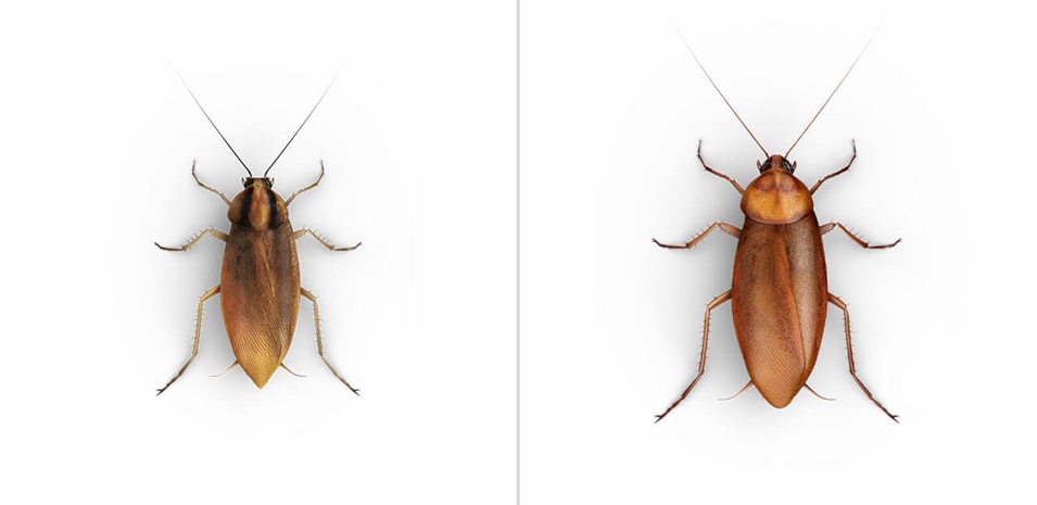 Una vista paralela de una Cucaracha Alemana y una Cucaracha Americana, una junto a la otra.