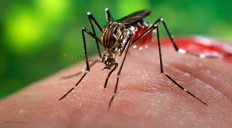 Un primer plano de un mosquito Aedes aegypti en el proceso de alimentarse de sangre de un huésped humano.