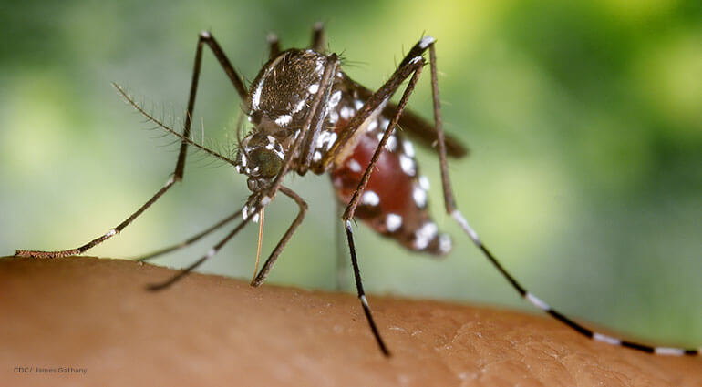 Un primer plano de un mosquito Aedes albopictus en el proceso de alimentarse de sangre de un huésped humano. Se puede ver el abdomen enrojecido debido al contenido de sangre ingerida.