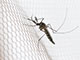 Un mosquito posado en un mosquitero blanco.