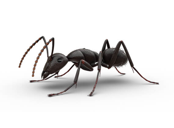 Carpenter-Ants-Hero-2.jpg