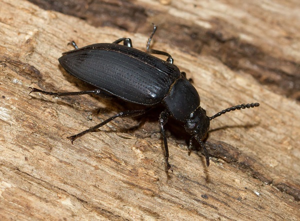 Bloquear Regeneración Hacer la cena Beetles – How to Get Rid of Beetles – Raid® Bug Basics
