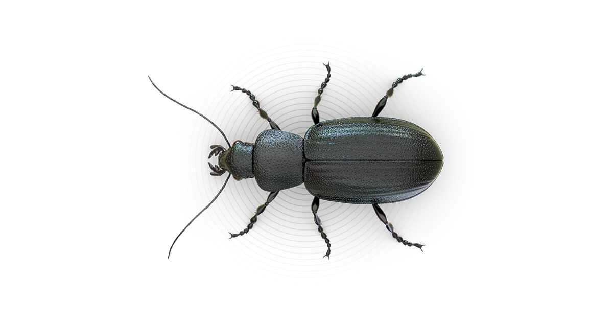 Bloquear Regeneración Hacer la cena Beetles – How to Get Rid of Beetles – Raid® Bug Basics