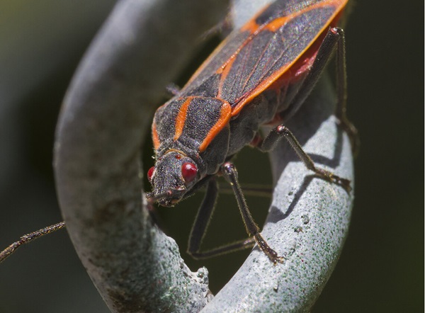 Close up image of a boxelder bug crawling on a plant.
