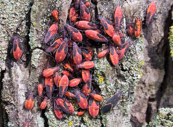 Several boxelder bugs crawling on a tree.