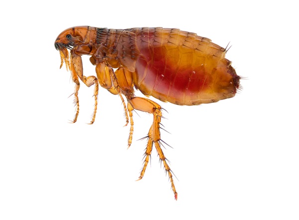 Imagen en primer plano de una pulga.