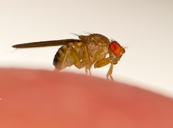 Close up image of a fruit fly.