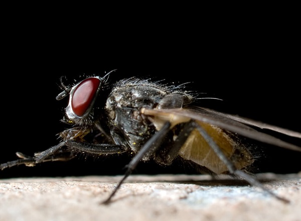 Close up image of an outdoor filth fly on a pipe.