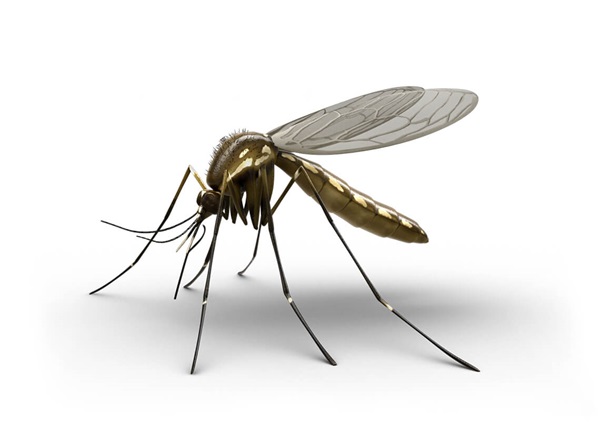 Side-view illustration of a mosquito.