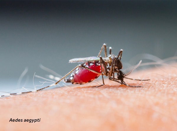 Close-up of an Aedes aegypti (mosquito) on human skin