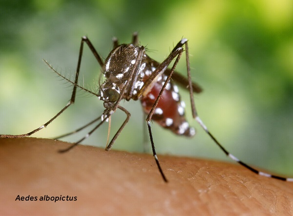 Primer plano de un Aedes albopictus (mosquito) sobre piel humana.