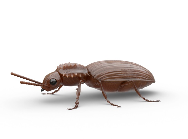 Side-view illustration of a pantry beetle.