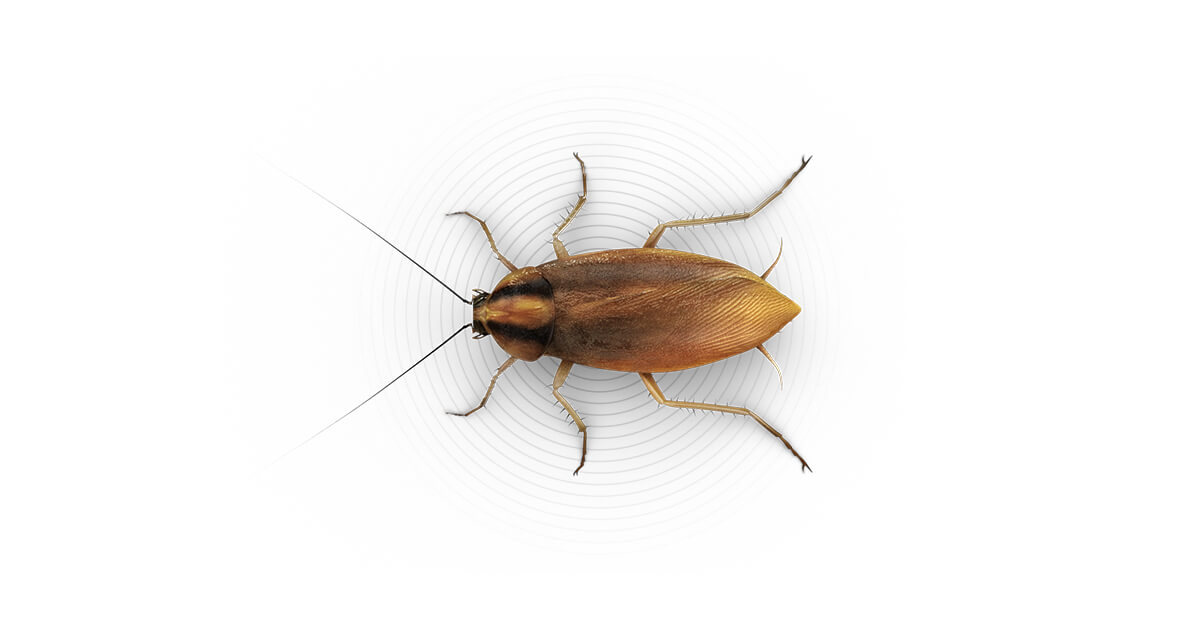 presente vertical Mala suerte Cucarachas Pequeñas – Cómo Deshacerse de las Cucarachas Alemanas –  Conceptos Básicos sobre Insectos de Raid®