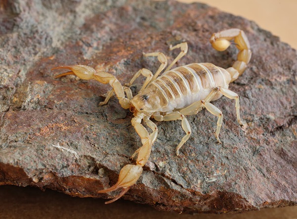 Un escorpión caminando por la parte de arriba de una piedra.