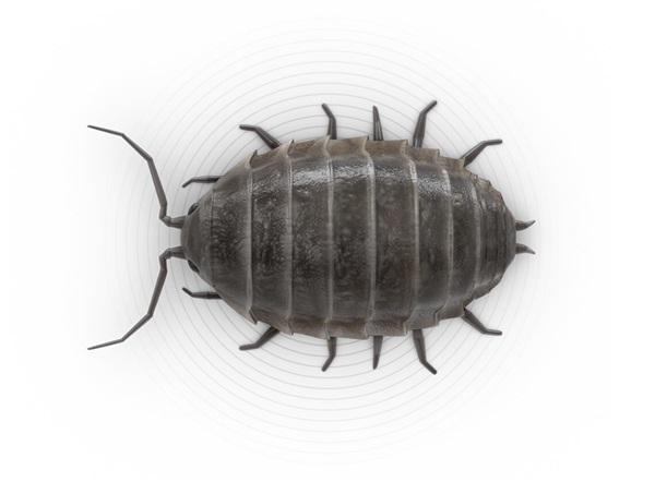 Top-view illustration of a sowbug.