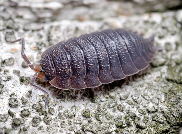 A close-up of a sowbug crawling along a log.