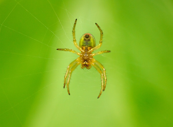 Imagen en primer plano de una araña colgando de una telaraña.