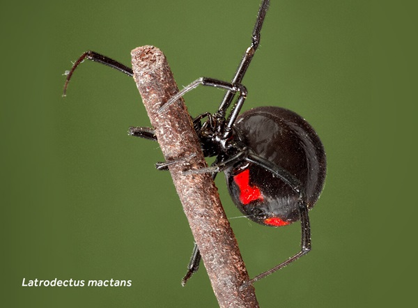 Imagen en primer plano de una araña viuda negra (Latrodectus mactans).