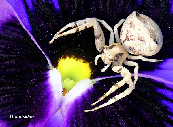Close-up image of a crab spider (Thomisidae).