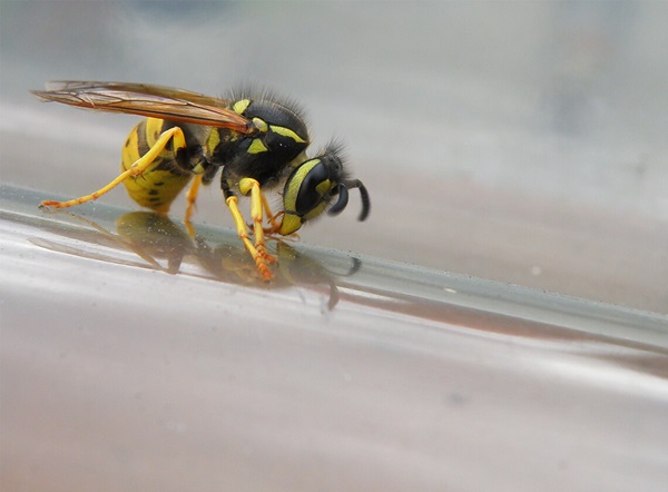 Close up image of a wasp sitting on glass.