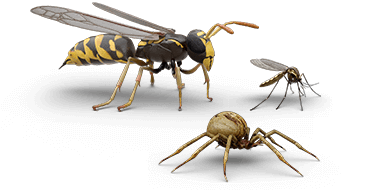 Illustrations of wasp, mosquito and spider
