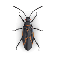 Boxelder-bug-large
