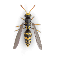 wasps-large