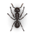 Ilustración de una hormiga carpintera