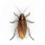 Ilustración de cucaracha pequeña